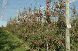 Conduite de verger de pommiers en aximum©, Story® Inored cov